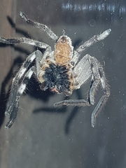 Isopedella