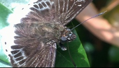 Darpa striata