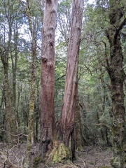 Eucalyptus subcrenulata