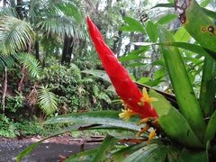 Guzmania berteroniana