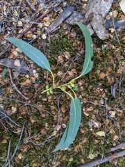 Eucalyptus subcrenulata