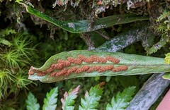 Notogrammitis angustifolia nothofageti