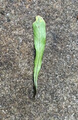 Notogrammitis angustifolia nothofageti