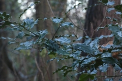 Ilex aquifolium