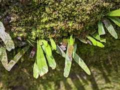 Notogrammitis angustifolia nothofageti