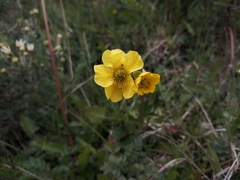 Geum magellanicum