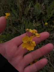 Geum magellanicum