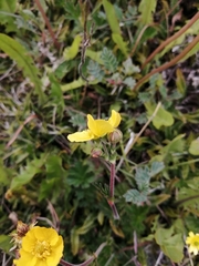 Geum magellanicum
