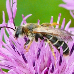 Halictus quadricinctus