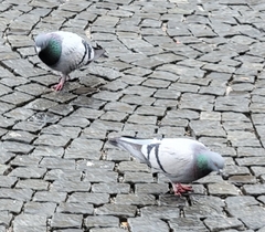 Columba livia domestica
