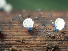 Mycena lazulina
