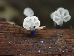 Mycena lazulina