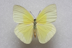 Aphrissa statira statira