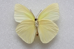 Aphrissa statira statira