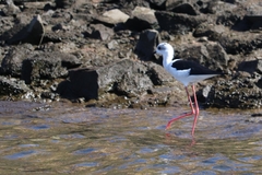 Himantopus himantopus