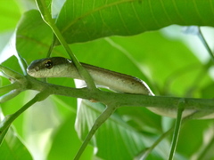 Mastigodryas boddaerti