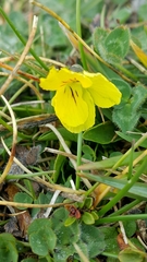 Viola eugeniae