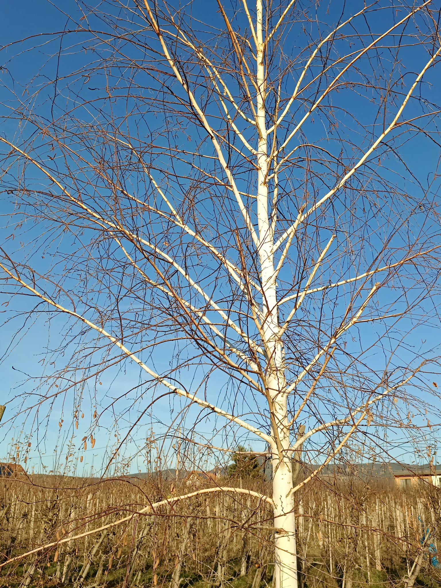 Betula pendula Roth