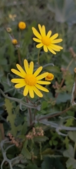 Senecio glaucus