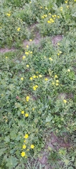 Senecio glaucus
