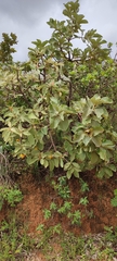 Byrsonima verbascifolia