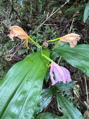 Calanthe masuca