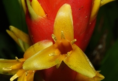 Guzmania berteroniana