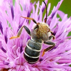 Halictus quadricinctus