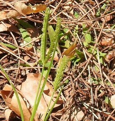 Eleusine tristachya