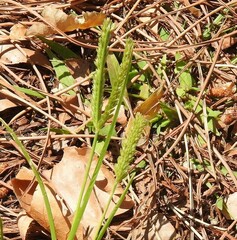Eleusine tristachya