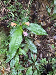 Calanthe masuca