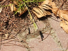 Eleusine tristachya