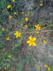 Asteroideae
