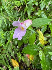 Impatiens uniflora