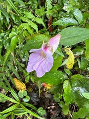 Impatiens uniflora