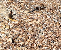 Trachylepis margaritifera