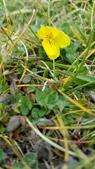 Viola eugeniae