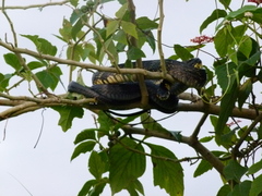 Spilotes pullatus