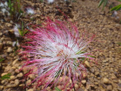 Calliandra dysantha