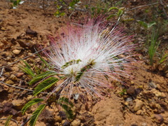 Calliandra dysantha