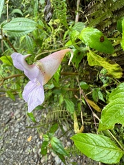 Impatiens uniflora