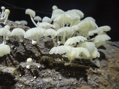 Marasmiellus