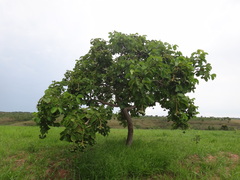Caryocar brasiliense