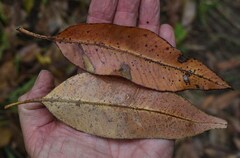 Eucalyptus pellita