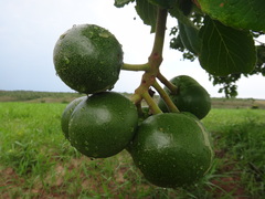 Caryocar brasiliense