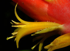 Guzmania berteroniana