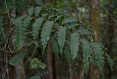 Cupaniopsis flagelliformis