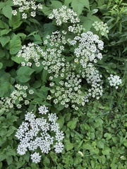 Aegopodium