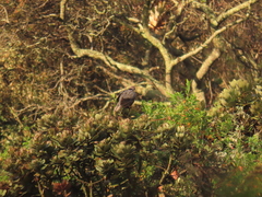 Patagioenas fasciata