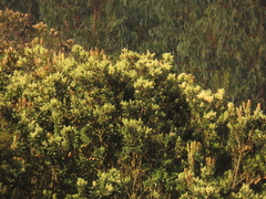 Gaiadendron punctatum